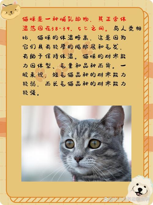 多少度猫咪会觉得冷,家猫多少度会感觉冷-第6张图片-后鲨宠物 多少度猫咪会觉得冷,家猫多少度会感觉冷-第6张图片-后鲨宠物