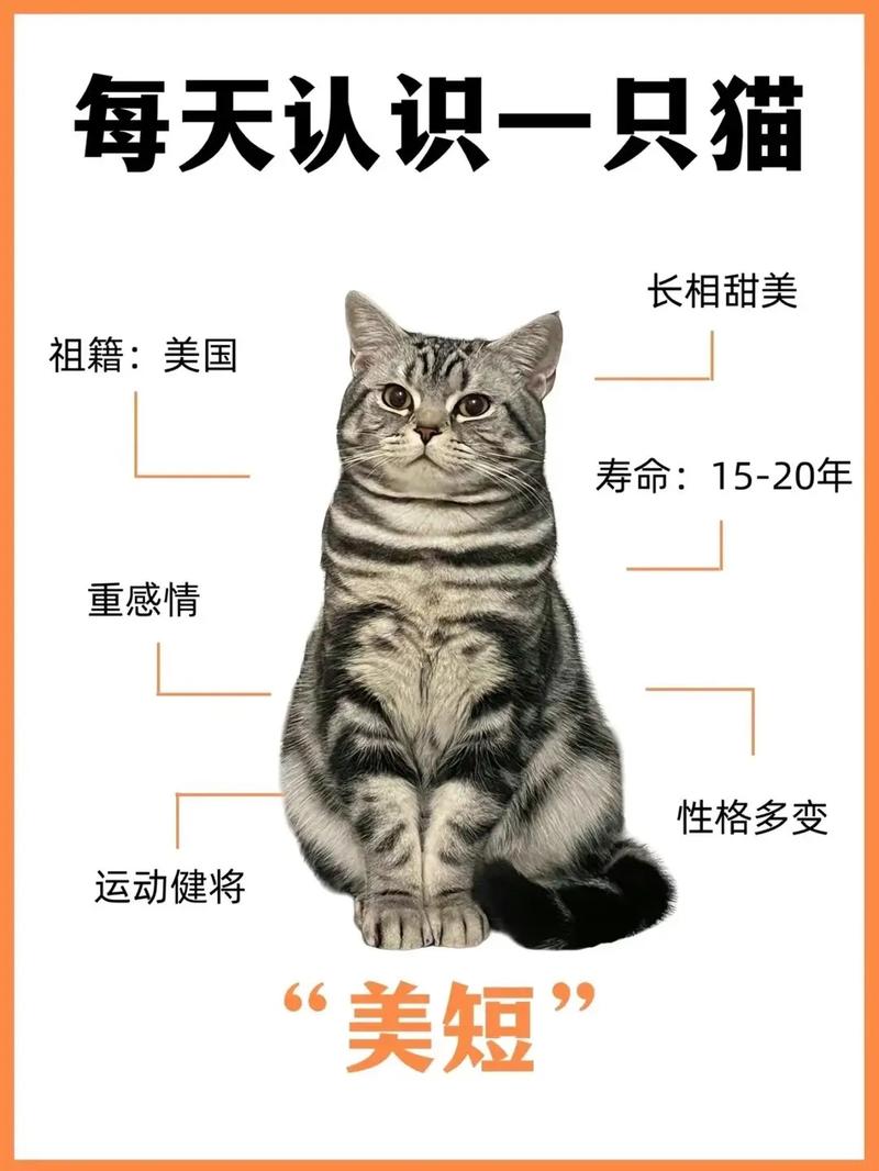 猫咪早产的原因,猫猫早产怎么办?-第3张图片-后鲨宠物 猫咪早产的原因,猫猫早产怎么办?-第3张图片-后鲨宠物
