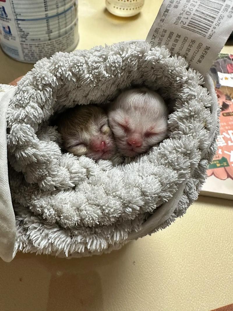 猫咪早产的原因,猫猫早产怎么办?-第4张图片-后鲨宠物 猫咪早产的原因,猫猫早产怎么办?-第4张图片-后鲨宠物