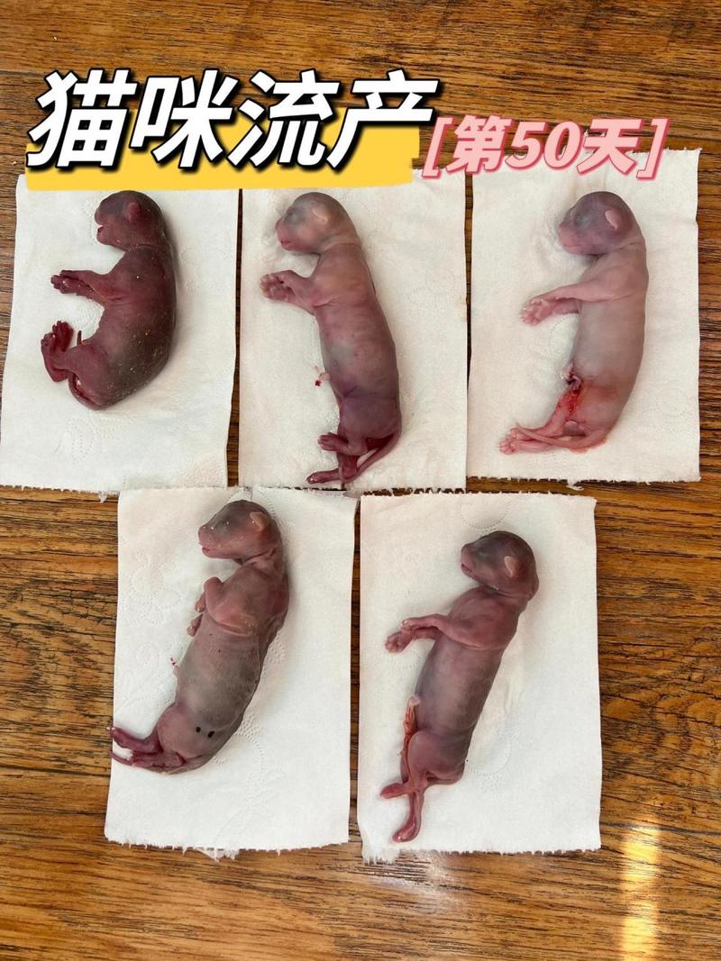 猫咪早产的原因,猫猫早产怎么办?-第5张图片-后鲨宠物 猫咪早产的原因,猫猫早产怎么办?-第5张图片-后鲨宠物