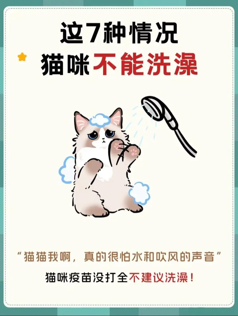 怎样让猫咪乖乖洗澡，怎样让猫咪乖乖洗澡呢？-第3张图片-后鲨宠物