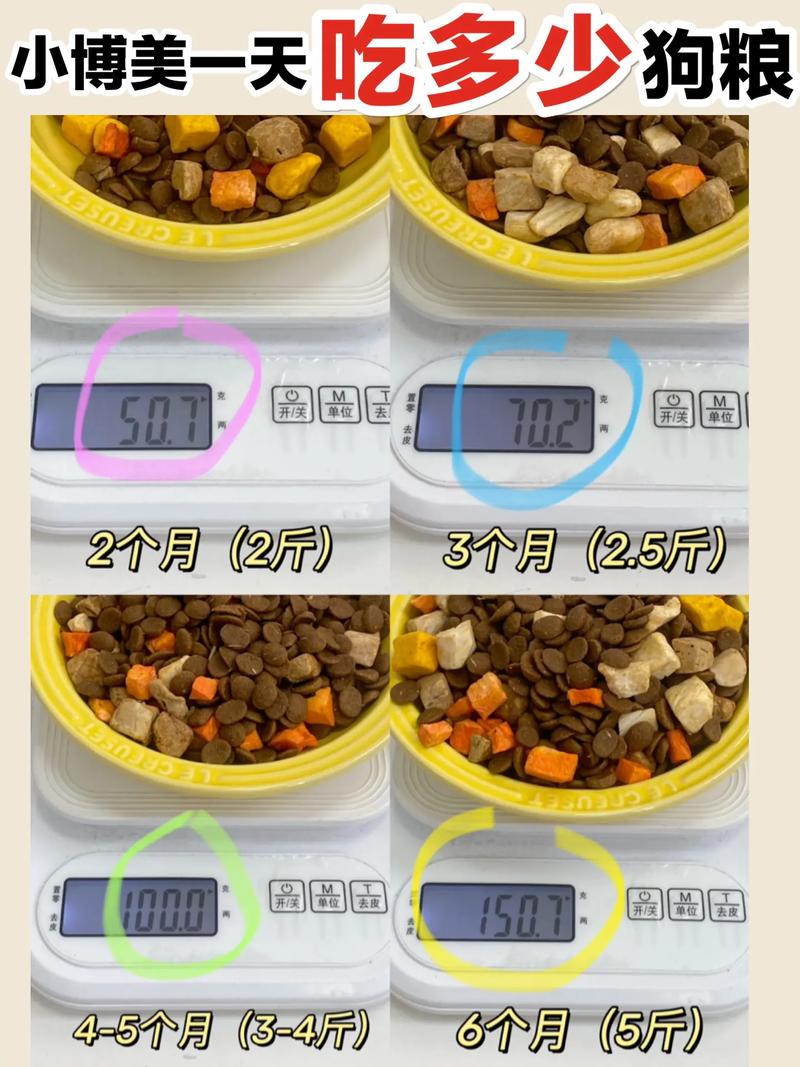 小狗狗几个月可以吃干狗粮,小狗几个月能吃干狗粮-第6张图片-后鲨宠物 小狗狗几个月可以吃干狗粮,小狗几个月能吃干狗粮-第6张图片-后鲨宠物