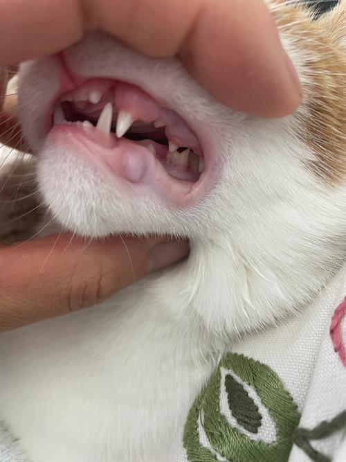 猫咪掉牙齿是怎么回事_猫咪掉牙正常吗-第1张图片-后鲨宠物 猫咪掉牙齿是怎么回事_猫咪掉牙正常吗-第1张图片-后鲨宠物