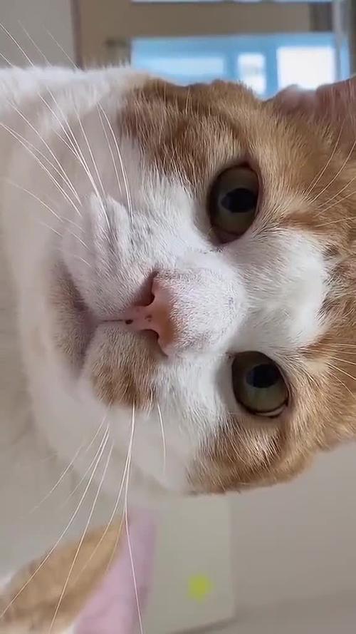  猫咪盯着人看什么意思，猫咪总是盯着人看