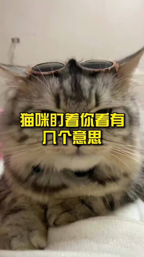 猫咪盯着人看什么意思,猫咪总是盯着人看-第5张图片-后鲨宠物 猫咪盯着人看什么意思,猫咪总是盯着人看-第5张图片-后鲨宠物