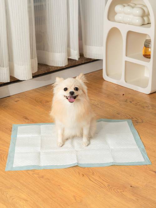 怎么纠正狗狗撕咬尿垫,怎么纠正狗狗撕咬尿垫的行为?-第4张图片-后鲨宠物 怎么纠正狗狗撕咬尿垫,怎么纠正狗狗撕咬尿垫的行为?-第4张图片-后鲨宠物