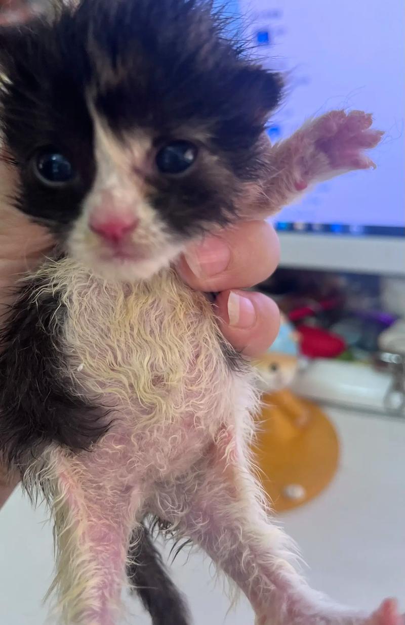 猫咪能喝葡萄糖水吗，猫能不能喝葡萄糖水？-第3张图片-后鲨宠物