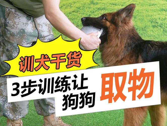 怎样训练狗狗叼东西_怎么训练狗狗叼东西过来-第6张图片-后鲨宠物 怎样训练狗狗叼东西_怎么训练狗狗叼东西过来-第6张图片-后鲨宠物