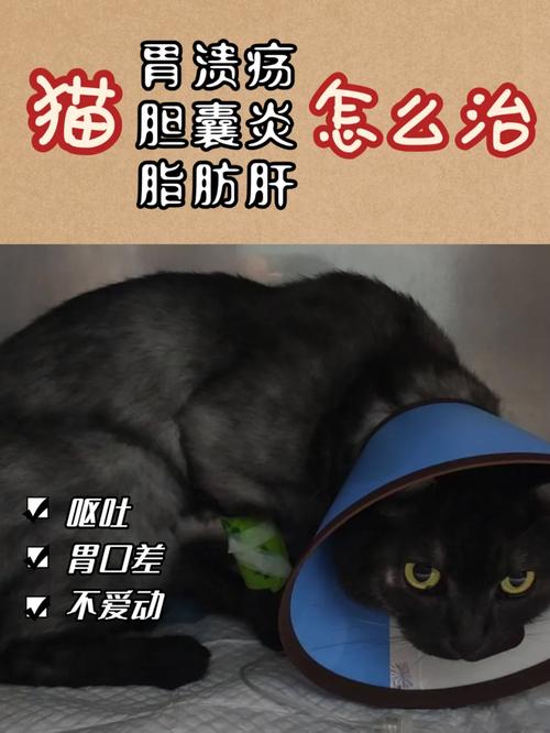 猫咪胆囊炎有哪些症状,猫咪胆囊炎的症状-第3张图片-后鲨宠物 猫咪胆囊炎有哪些症状,猫咪胆囊炎的症状-第3张图片-后鲨宠物