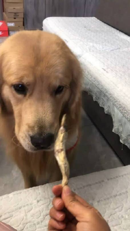 狗狗能吃鱿鱼丝吗_宠物狗可以吃鱿鱼丝吗-第2张图片-后鲨宠物 狗狗能吃鱿鱼丝吗_宠物狗可以吃鱿鱼丝吗-第2张图片-后鲨宠物