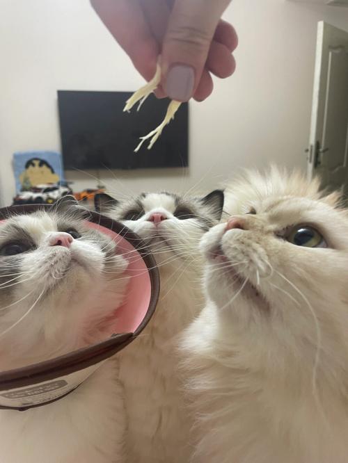 狗狗能吃鱿鱼丝吗_宠物狗可以吃鱿鱼丝吗-第5张图片-后鲨宠物 狗狗能吃鱿鱼丝吗_宠物狗可以吃鱿鱼丝吗-第5张图片-后鲨宠物