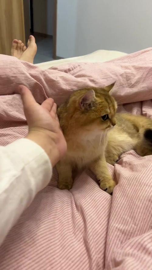  粘人的猫咪品种，比较粘人的猫咪品种