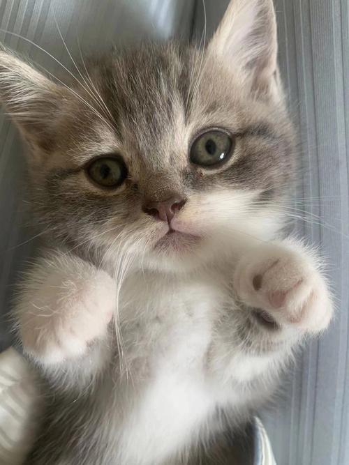 粘人的猫咪品种,比较粘人的猫咪品种-第3张图片-后鲨宠物 粘人的猫咪品种,比较粘人的猫咪品种-第3张图片-后鲨宠物