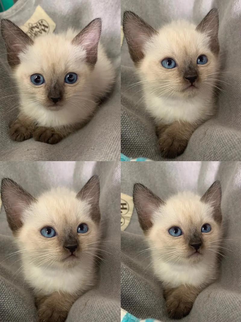 粘人的猫咪品种,比较粘人的猫咪品种-第4张图片-后鲨宠物 粘人的猫咪品种,比较粘人的猫咪品种-第4张图片-后鲨宠物