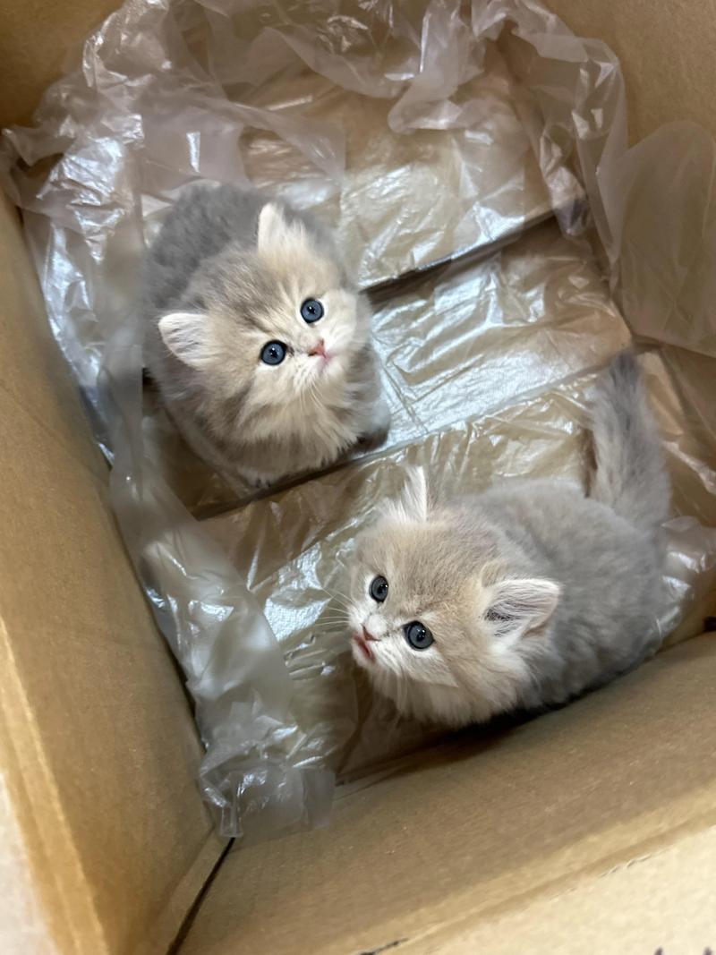 粘人的猫咪品种,比较粘人的猫咪品种-第5张图片-后鲨宠物 粘人的猫咪品种,比较粘人的猫咪品种-第5张图片-后鲨宠物