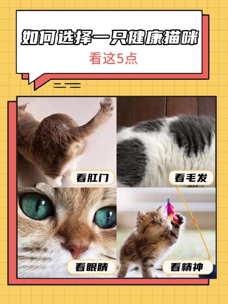 怎么检查猫咪是否健康_怎么检查猫健不健康-第3张图片-后鲨宠物 怎么检查猫咪是否健康_怎么检查猫健不健康-第3张图片-后鲨宠物