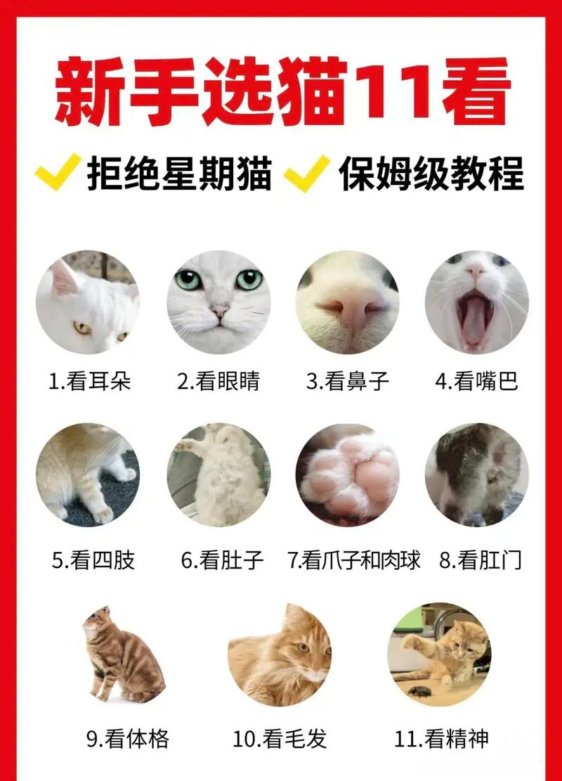 怎么检查猫咪是否健康_怎么检查猫健不健康-第5张图片-后鲨宠物 怎么检查猫咪是否健康_怎么检查猫健不健康-第5张图片-后鲨宠物