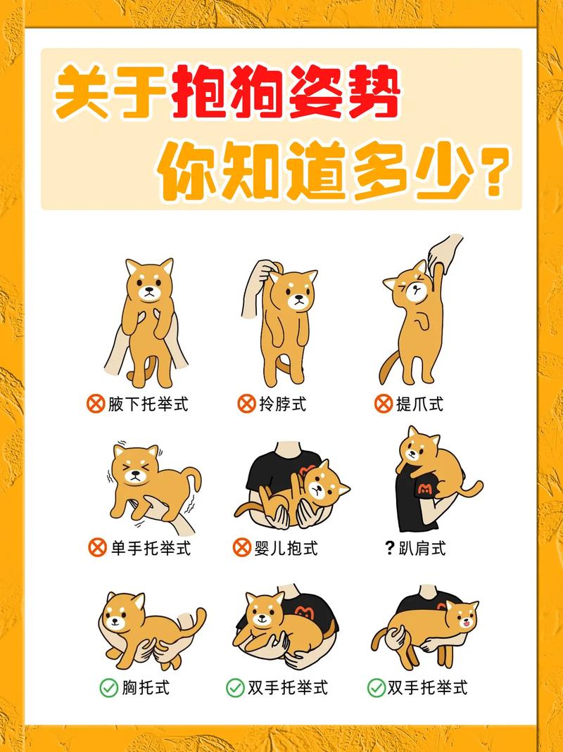 训练狗狗的基本动作,简单训练狗狗的方-第1张图片-后鲨宠物 训练狗狗的基本动作,简单训练狗狗的方-第1张图片-后鲨宠物