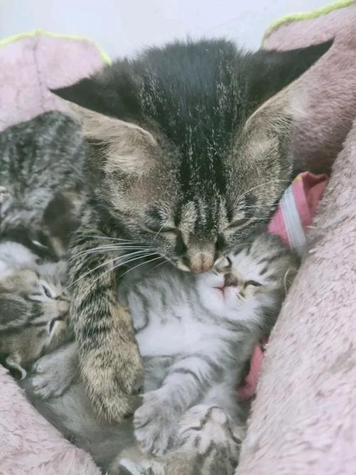 猫咪产后多久可以洗澡_猫咪产后多久可以驱虫-第2张图片-后鲨宠物 猫咪产后多久可以洗澡_猫咪产后多久可以驱虫-第2张图片-后鲨宠物