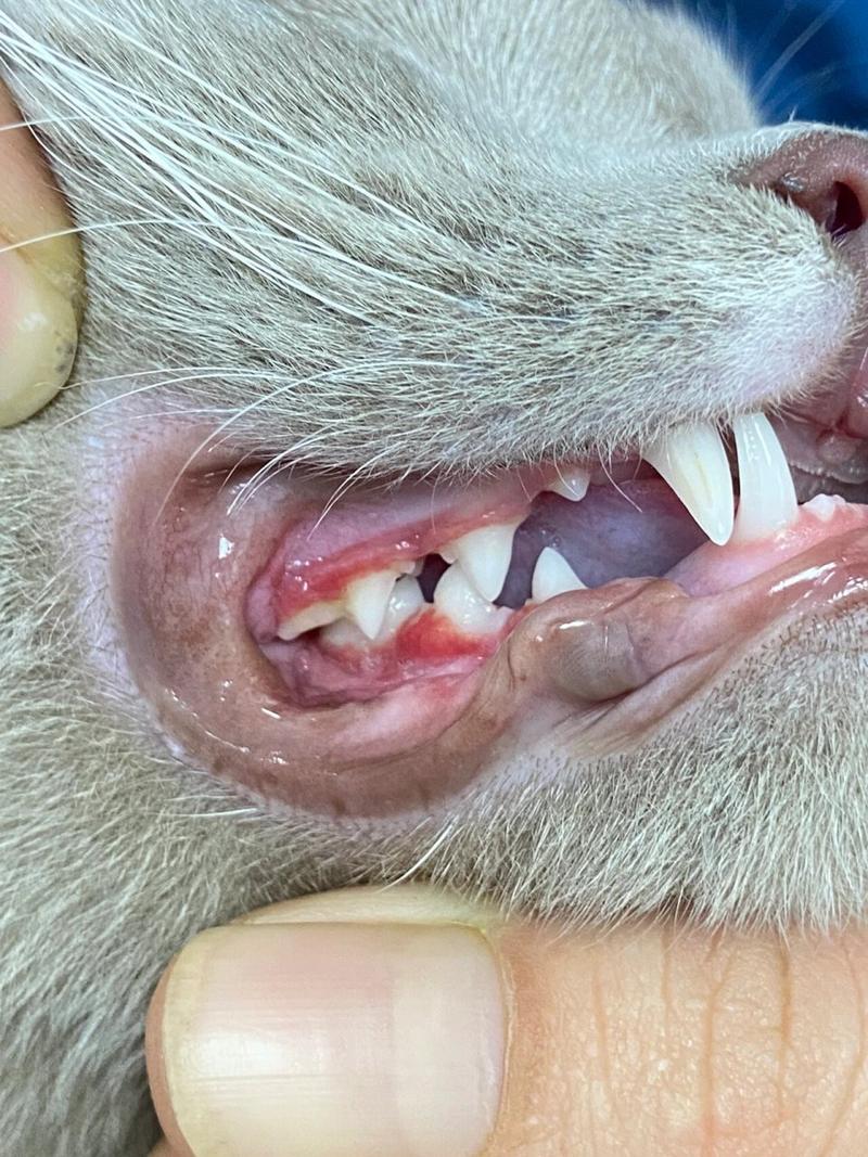 猫咪牙龈红肿怎么办，猫咪牙龈红肿怎么办但能吃？-第2张图片-后鲨宠物