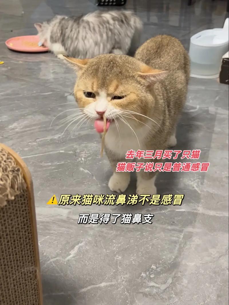 猫咪睡觉打喷嚏，猫咪睡觉打喷嚏流鼻涕？-第2张图片-后鲨宠物