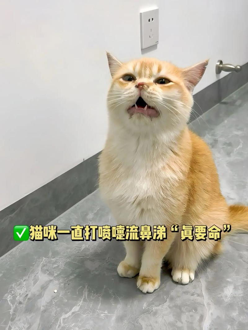 猫咪睡觉打喷嚏，猫咪睡觉打喷嚏流鼻涕？-第5张图片-后鲨宠物