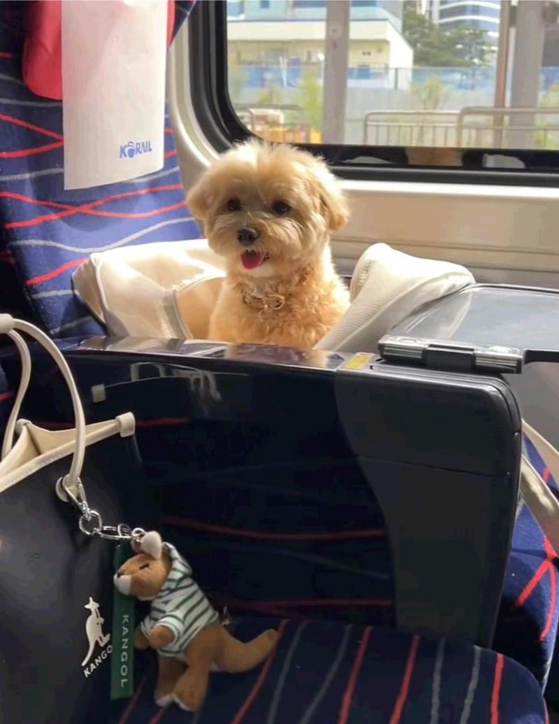 动车可以带狗狗吗_动车可不可以带狗狗-第6张图片-后鲨宠物 动车可以带狗狗吗_动车可不可以带狗狗-第6张图片-后鲨宠物