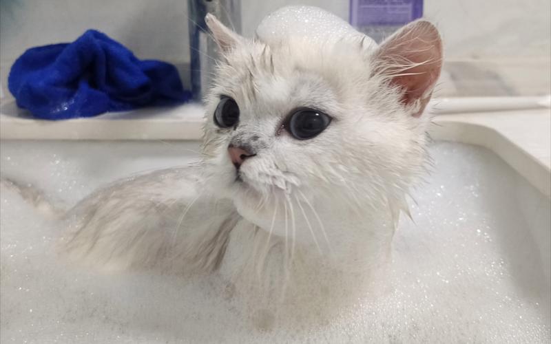 猫咪刚怀孕可以洗澡吗_猫咪才怀孕可以洗澡吗-第5张图片-后鲨宠物