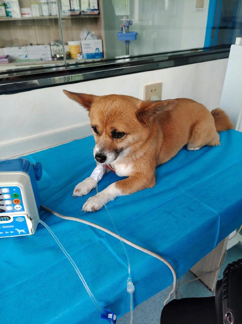 狗狗打退烧针多久见效,狗狗打完退烧针的症状-第5张图片-后鲨宠物 狗狗打退烧针多久见效,狗狗打完退烧针的症状-第5张图片-后鲨宠物