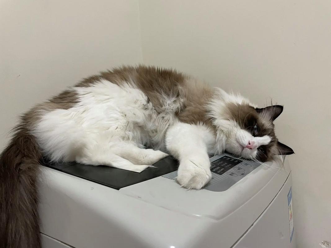 猫咪发出嗯嗯的声音_猫咪发出嗯嗯的声音是撒娇吗-第2张图片-后鲨宠物 猫咪发出嗯嗯的声音_猫咪发出嗯嗯的声音是撒娇吗-第2张图片-后鲨宠物