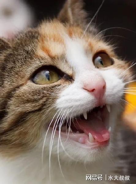 猫咪发出嗯嗯的声音_猫咪发出嗯嗯的声音是撒娇吗-第5张图片-后鲨宠物 猫咪发出嗯嗯的声音_猫咪发出嗯嗯的声音是撒娇吗-第5张图片-后鲨宠物