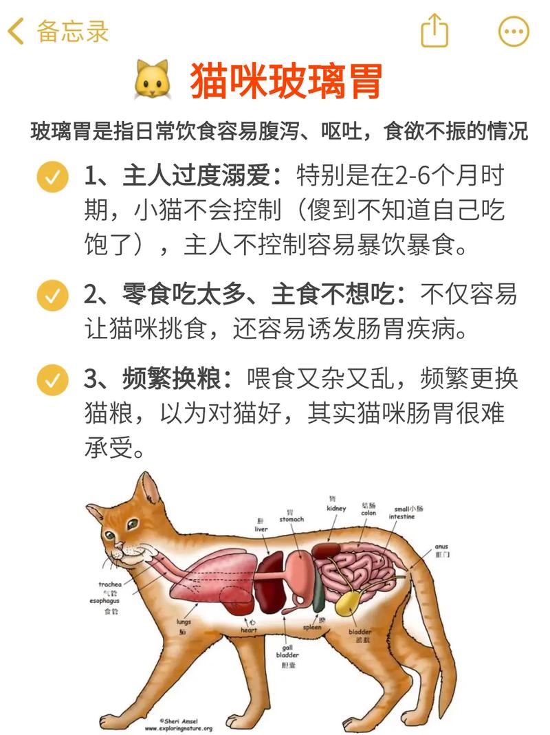 猫咪怎么调理肠胃，猫咪怎么调理肠胃功能？