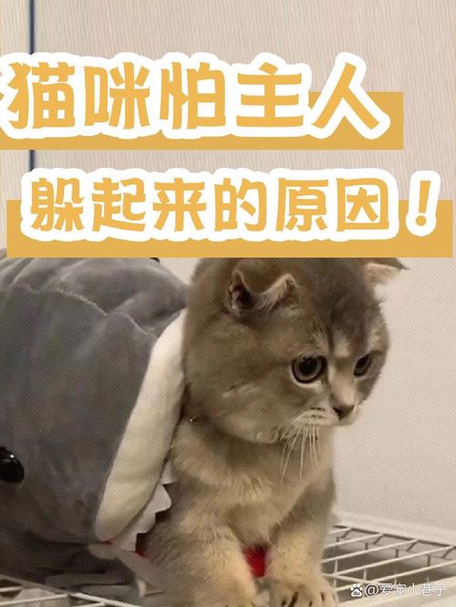 猫咪很怕人怎么办，猫咪很怕人怎么办呢？