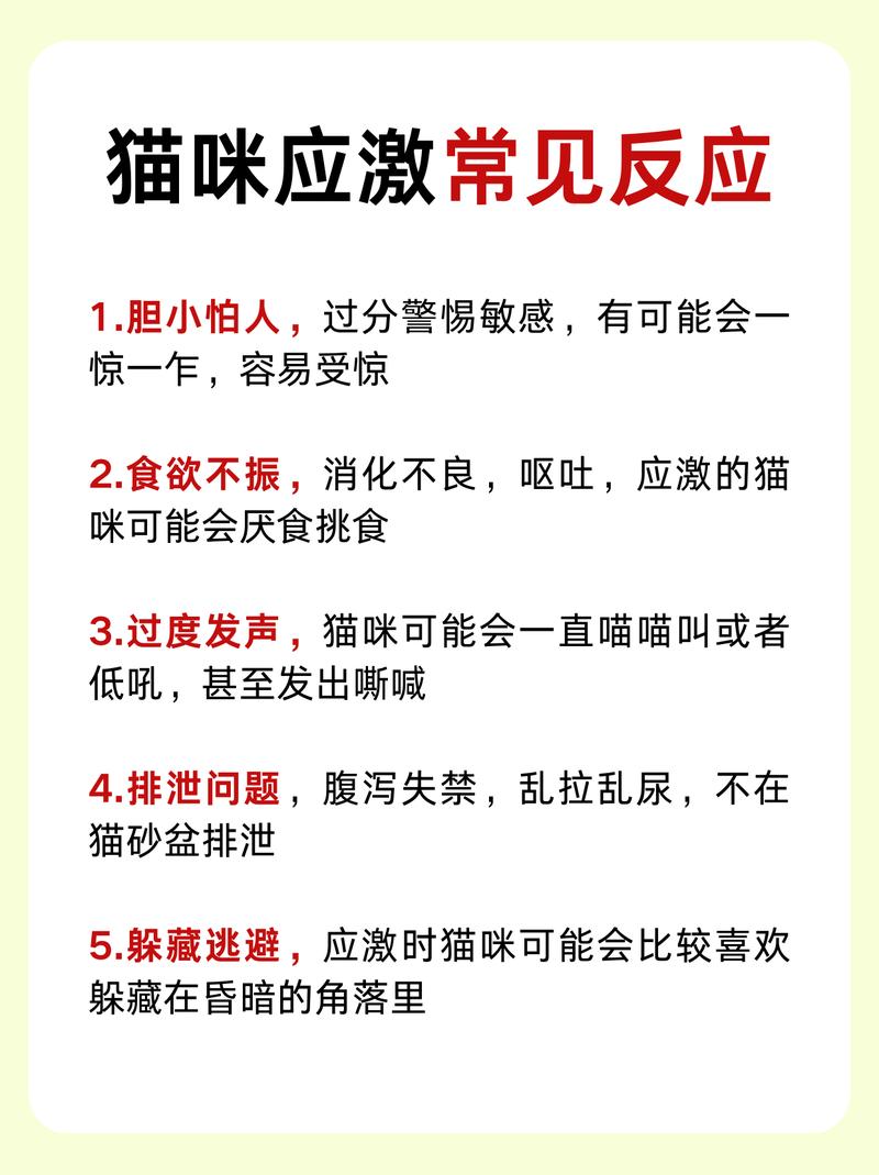 猫咪很怕人怎么办,猫咪很怕人怎么办呢?-第3张图片-后鲨宠物 猫咪很怕人怎么办,猫咪很怕人怎么办呢?-第3张图片-后鲨宠物