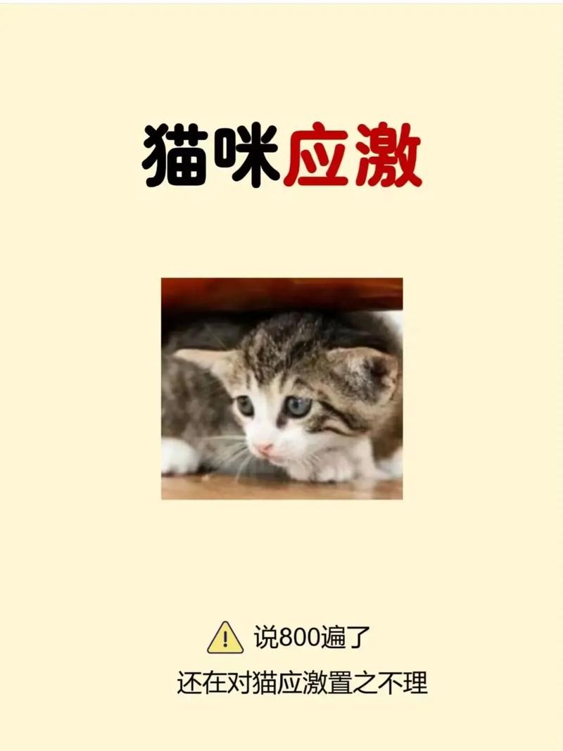 猫咪很怕人怎么办,猫咪很怕人怎么办呢?-第5张图片-后鲨宠物 猫咪很怕人怎么办,猫咪很怕人怎么办呢?-第5张图片-后鲨宠物