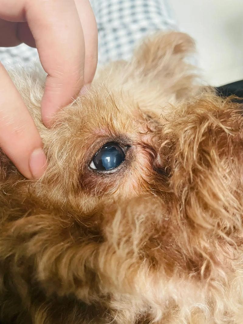 狗狗白内障怎么引起的,狗狗白内障引起的原因-第2张图片-后鲨宠物 狗狗白内障怎么引起的,狗狗白内障引起的原因-第2张图片-后鲨宠物