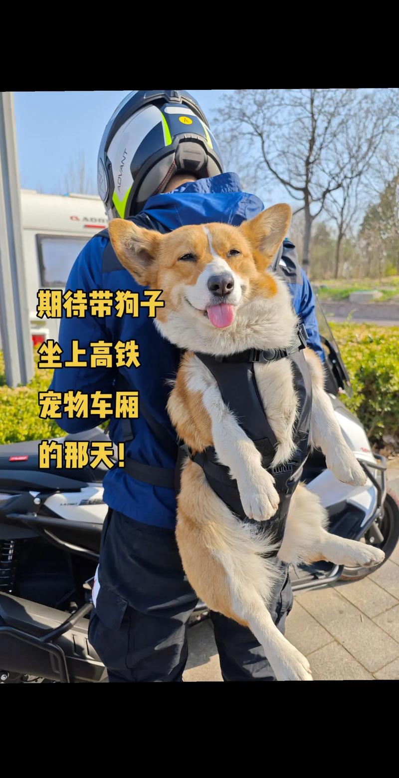 狗狗能上火车吗，狗子能上火车吗？