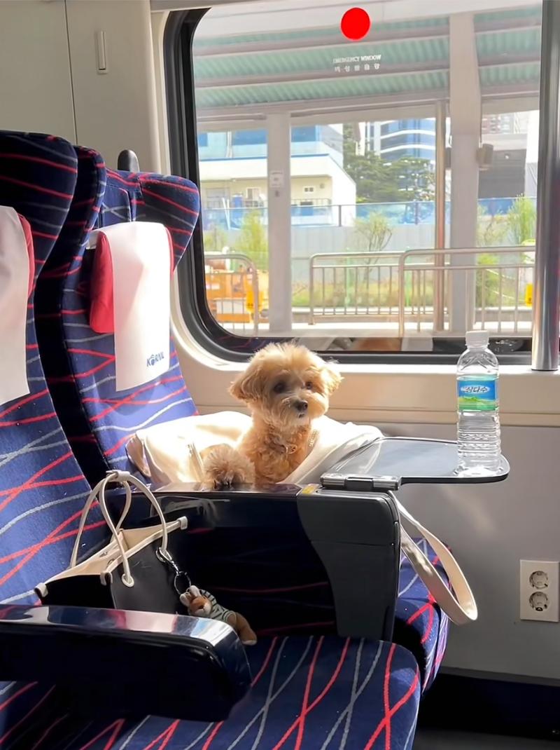 狗狗能上火车吗,狗子能上火车吗?-第6张图片-后鲨宠物 狗狗能上火车吗,狗子能上火车吗?-第6张图片-后鲨宠物