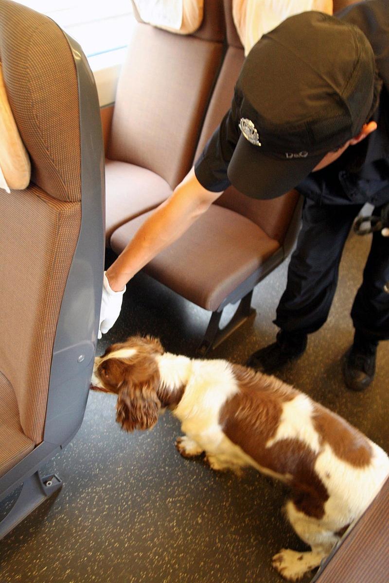 狗狗能上火车吗,狗子能上火车吗?-第5张图片-后鲨宠物 狗狗能上火车吗,狗子能上火车吗?-第5张图片-后鲨宠物