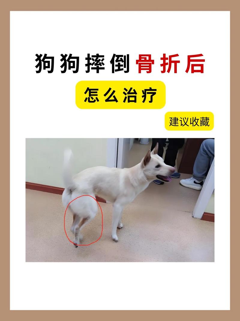 狗狗后腿扭伤了怎么办,狗狗后腿扭伤了怎么办恢复快-第4张图片-后鲨宠物 狗狗后腿扭伤了怎么办,狗狗后腿扭伤了怎么办恢复快-第4张图片-后鲨宠物