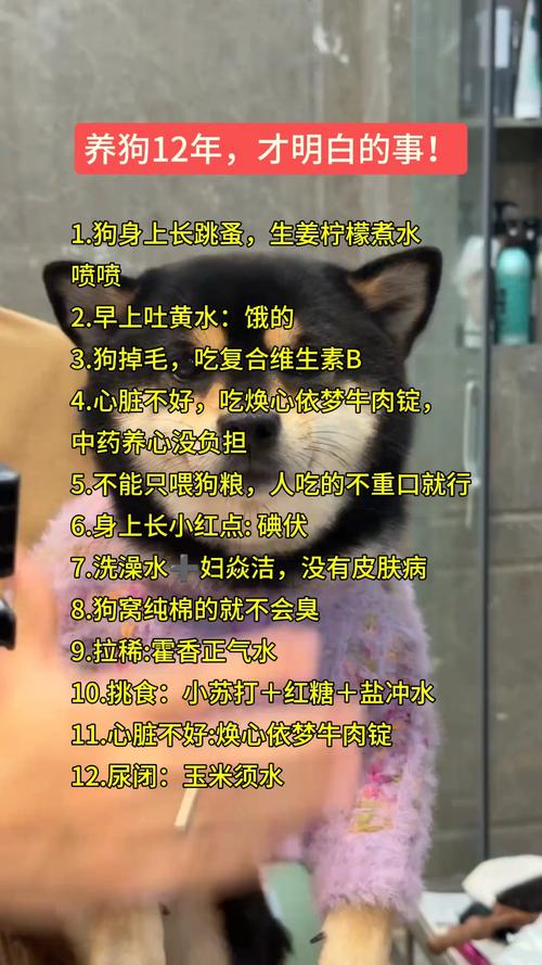 狗狗吃维生素b的作用，狗 吃维生素b？