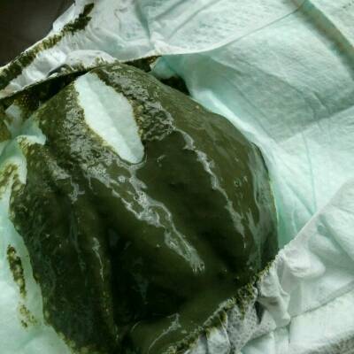 狗狗大便绿色什么原因,狗狗大便是绿色的是怎么回事?-第2张图片-后鲨宠物 狗狗大便绿色什么原因,狗狗大便是绿色的是怎么回事?-第2张图片-后鲨宠物