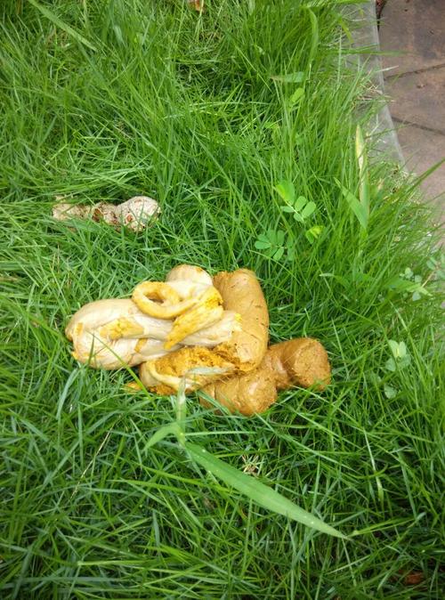 狗狗大便绿色什么原因,狗狗大便是绿色的是怎么回事?-第5张图片-后鲨宠物 狗狗大便绿色什么原因,狗狗大便是绿色的是怎么回事?-第5张图片-后鲨宠物