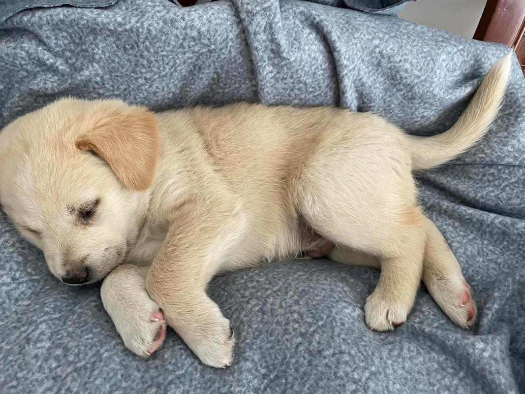 刚刚满月的狗狗怎么养_刚满月的小狗要怎么养-第2张图片-后鲨宠物 刚刚满月的狗狗怎么养_刚满月的小狗要怎么养-第2张图片-后鲨宠物