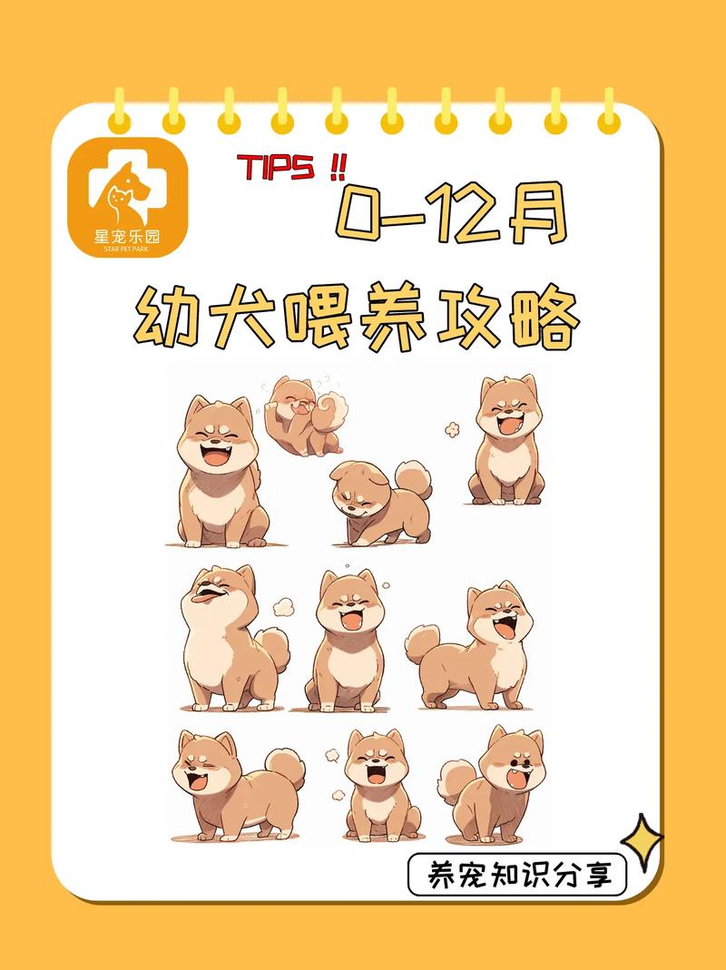 刚刚满月的狗狗怎么养_刚满月的小狗要怎么养-第6张图片-后鲨宠物 刚刚满月的狗狗怎么养_刚满月的小狗要怎么养-第6张图片-后鲨宠物