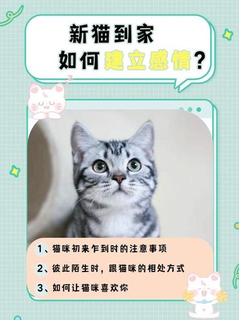 如何和猫咪搞好关系_怎样和猫搞好关系-第2张图片-后鲨宠物