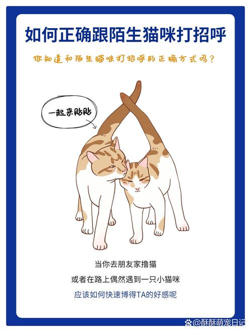 如何和猫咪搞好关系_怎样和猫搞好关系-第5张图片-后鲨宠物