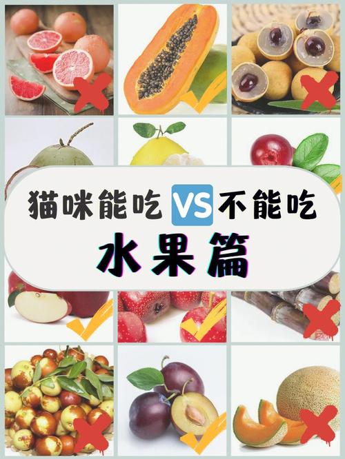 猫咪能不能吃哈密瓜吗_宠物猫可以吃哈密瓜吗-第1张图片-后鲨宠物 猫咪能不能吃哈密瓜吗_宠物猫可以吃哈密瓜吗-第1张图片-后鲨宠物