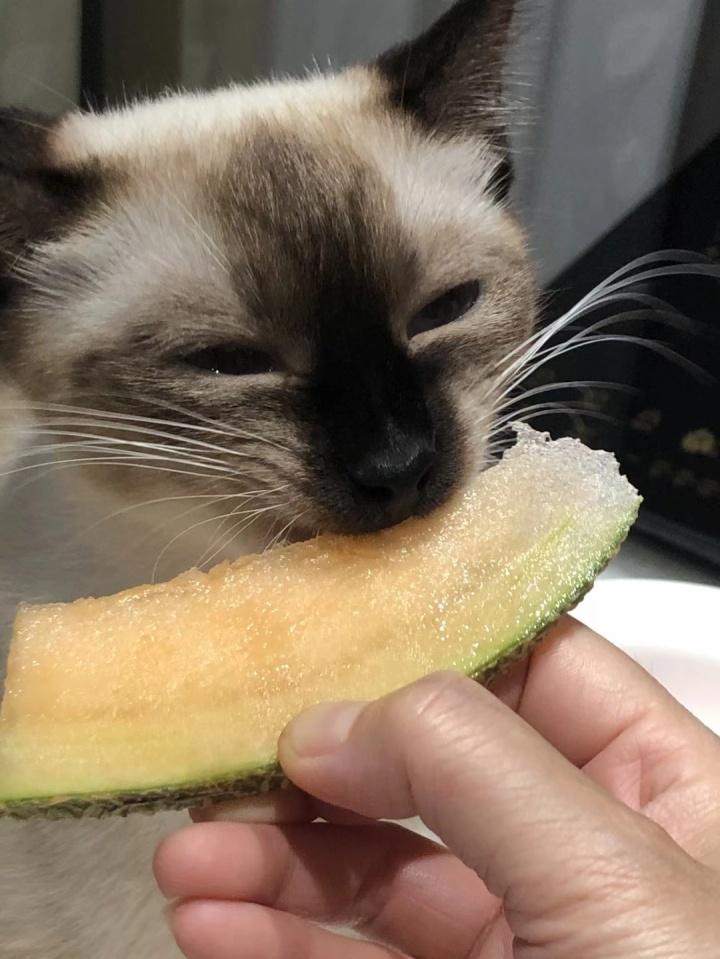 猫咪能不能吃哈密瓜吗_宠物猫可以吃哈密瓜吗-第2张图片-后鲨宠物 猫咪能不能吃哈密瓜吗_宠物猫可以吃哈密瓜吗-第2张图片-后鲨宠物