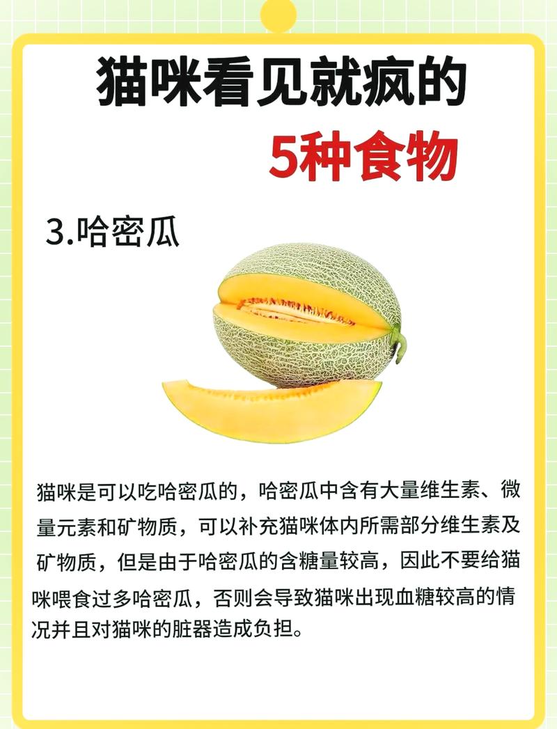 猫咪能不能吃哈密瓜吗_宠物猫可以吃哈密瓜吗-第3张图片-后鲨宠物 猫咪能不能吃哈密瓜吗_宠物猫可以吃哈密瓜吗-第3张图片-后鲨宠物